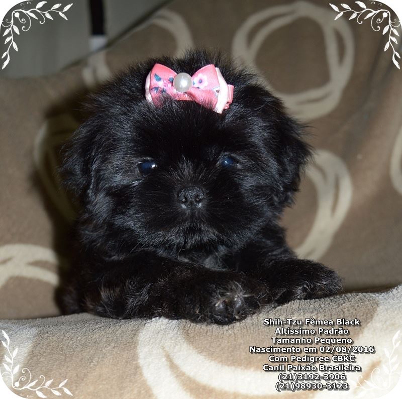 venda de cachorro da raça shih tzu